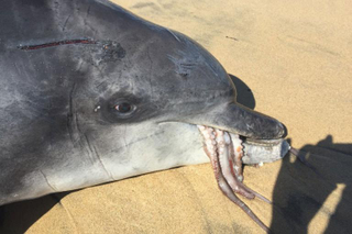 Photo credit: John Symons/Marine Mammal Science